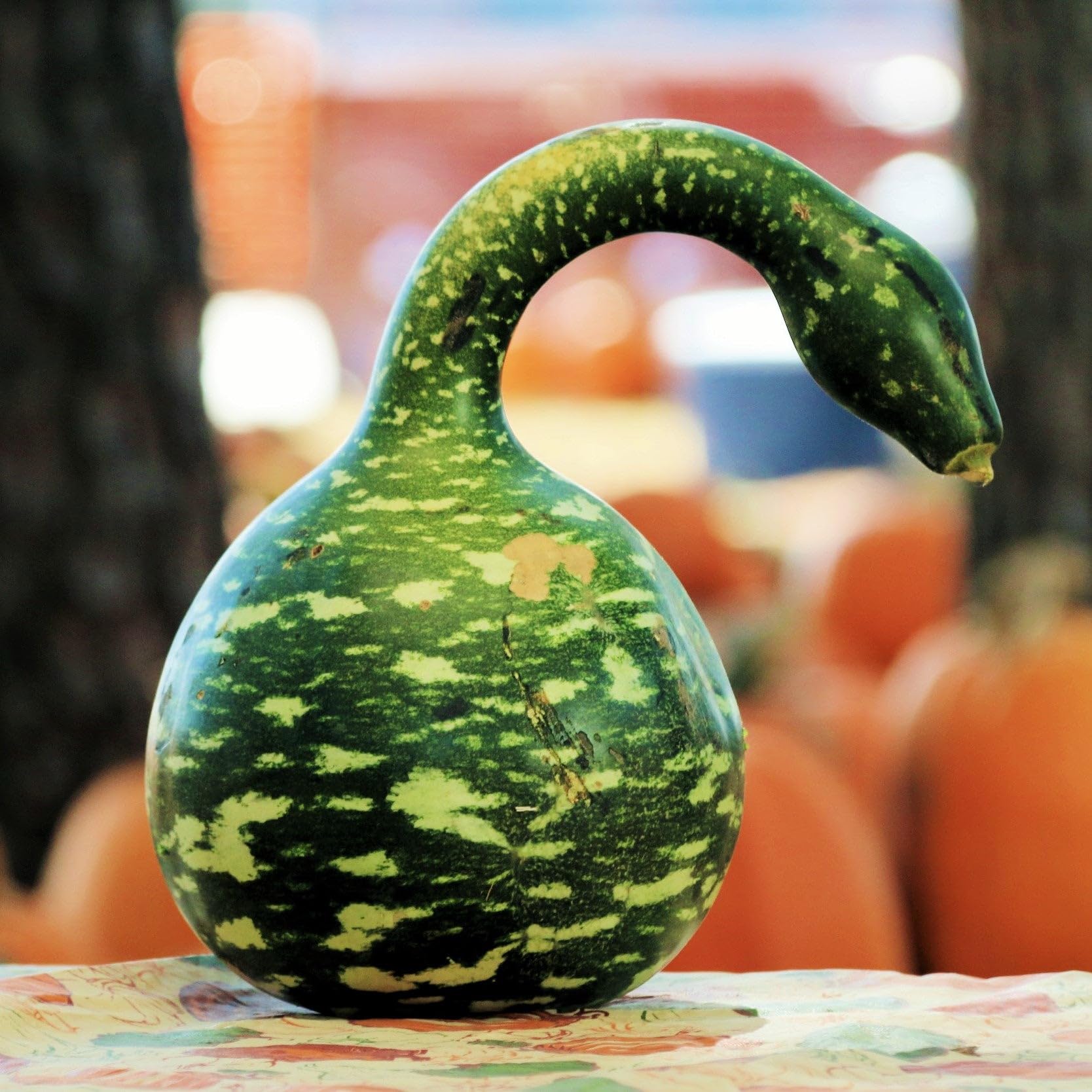 TomorrowSeeds - Speckled Swan Gourd Seeds - 20+ Count - for 2026 Planting Lagenaria siceraria Ornamental Fall Craft Goose Long Handled Dipper Calabash Vegetable Grow Your Own Home Farm Patio Healthy