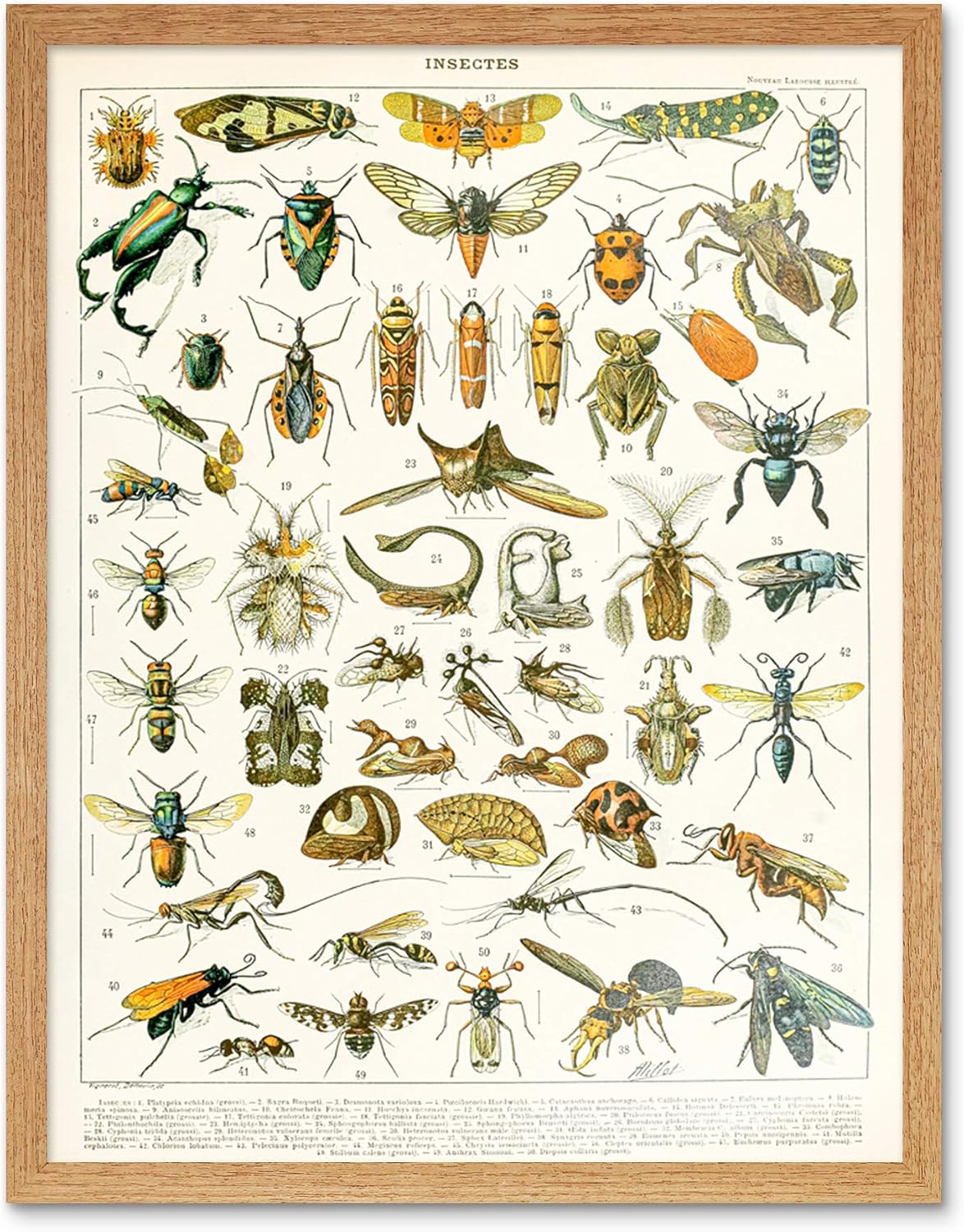 Artery8 Millot Encyclopedia Page Insects Cicada Art Print Framed Poster Wall Decor 12x16 inch