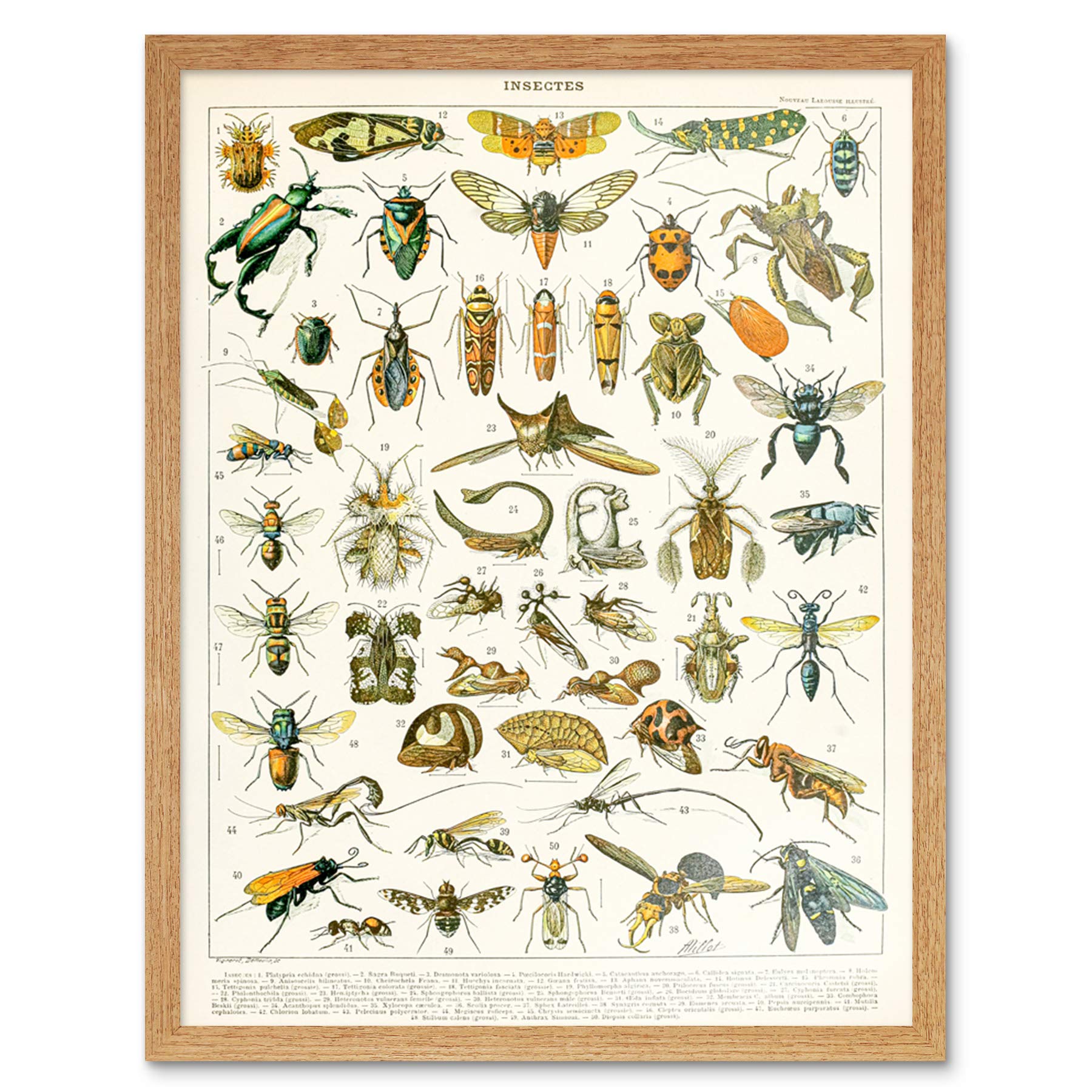 Artery8 Millot Encyclopedia Page Insects Cicada Art Print Framed Poster Wall Decor 12x16 inch