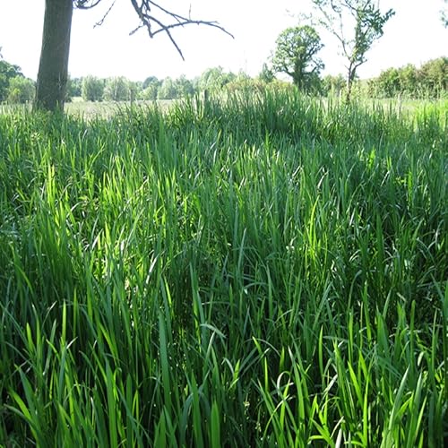 Miniatura 2 de Aceite de fragancia Sweet Grass (nuestra versión de la marca) (botella de 16 onzas) para fabricación de velas, fabricación de jabón, fabricación de