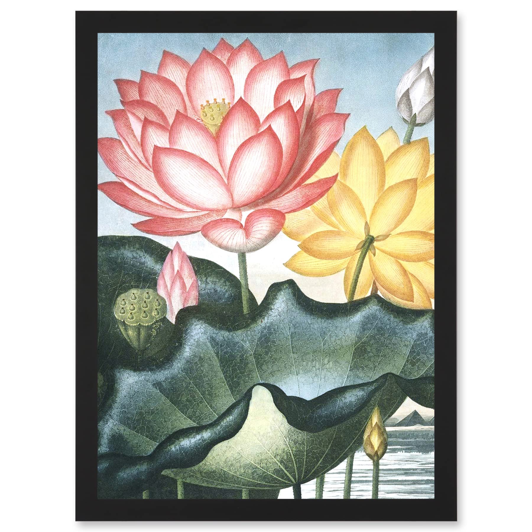 Wee Blue Coo Flowers Lotus Sacred Egyptian Bean Artwork Framed Wall Art Print A4
