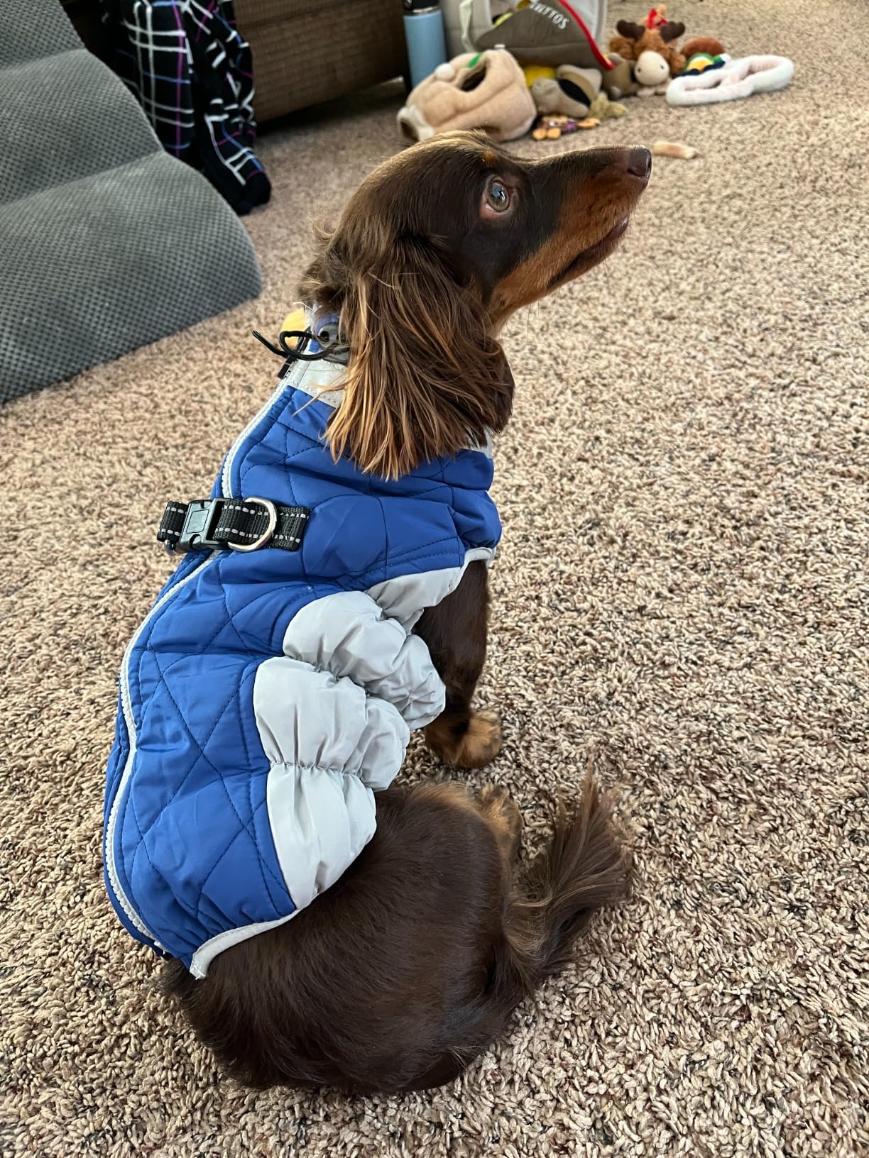Dog Winter Jackets,Winter Coats for Large Dogs, Winter Dog Coat With Harness​ photo review