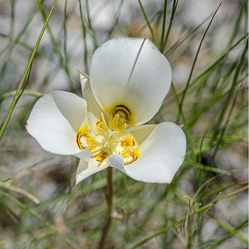 Miniatura 1 de Sego Lily 25 Seeds (Calochortus nuttallii) Heirloom - Polinizado abierto