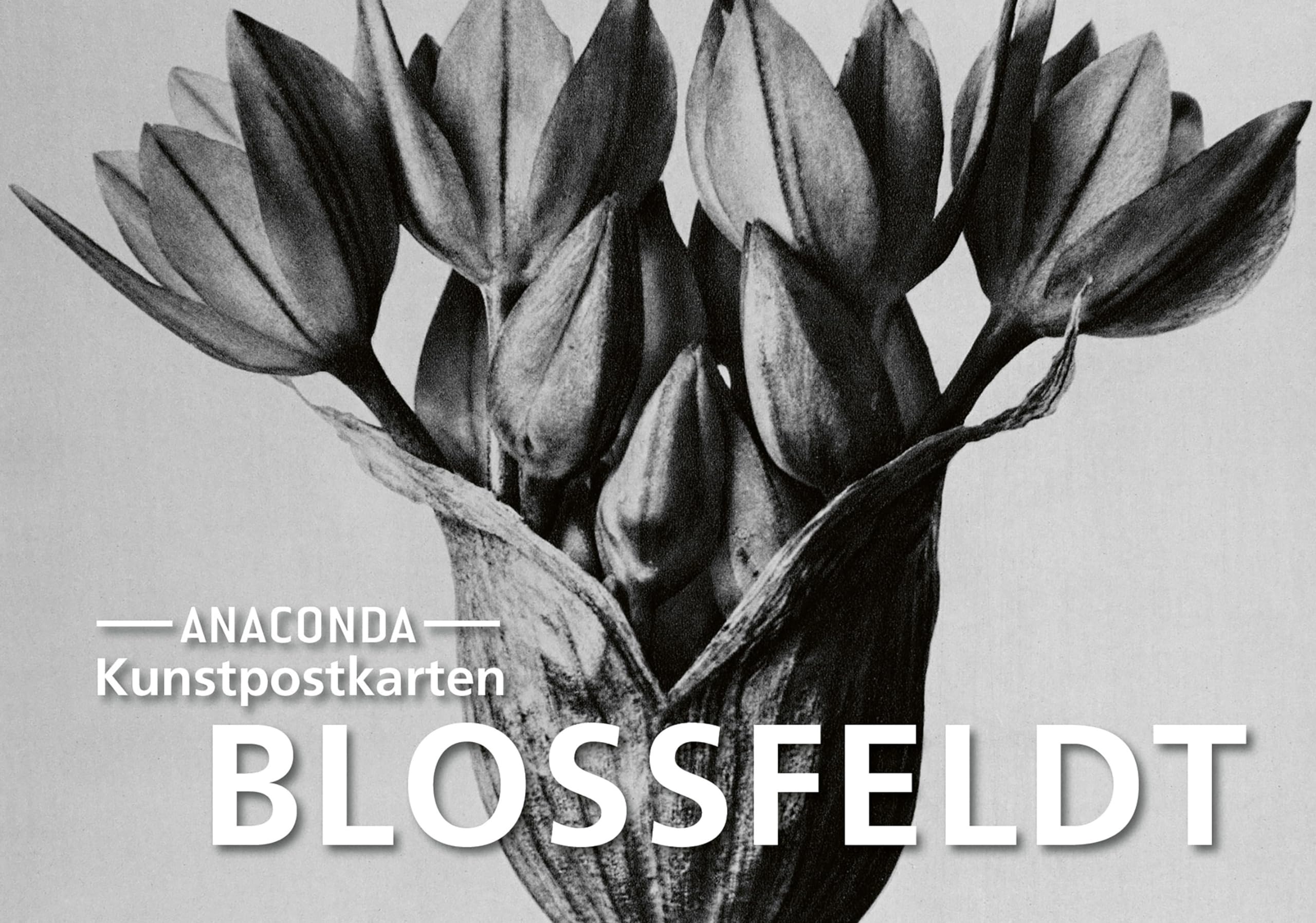 Postkarten-Set Blossfeldt: 18 Kunstpostkarten aus hochwertigem Karton. ca. 0,28€ pro Karte
