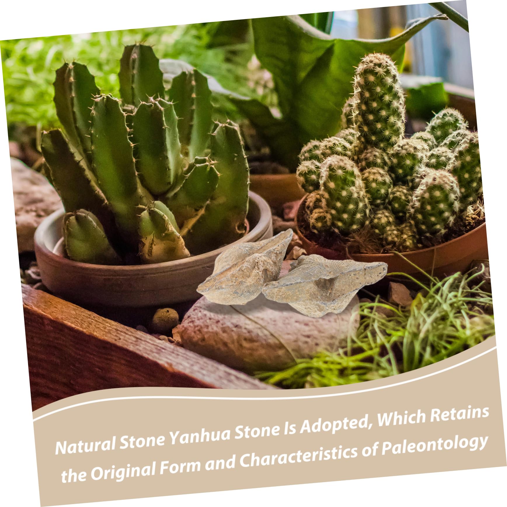 KICHOUSE 2pcs Stone Swallow Specimen Sea Shell Specimen Decoration Conch Specimen Shell Specimen Adornment Natural Shell Specimen Educational Spirifer Adornment Natural Seashell