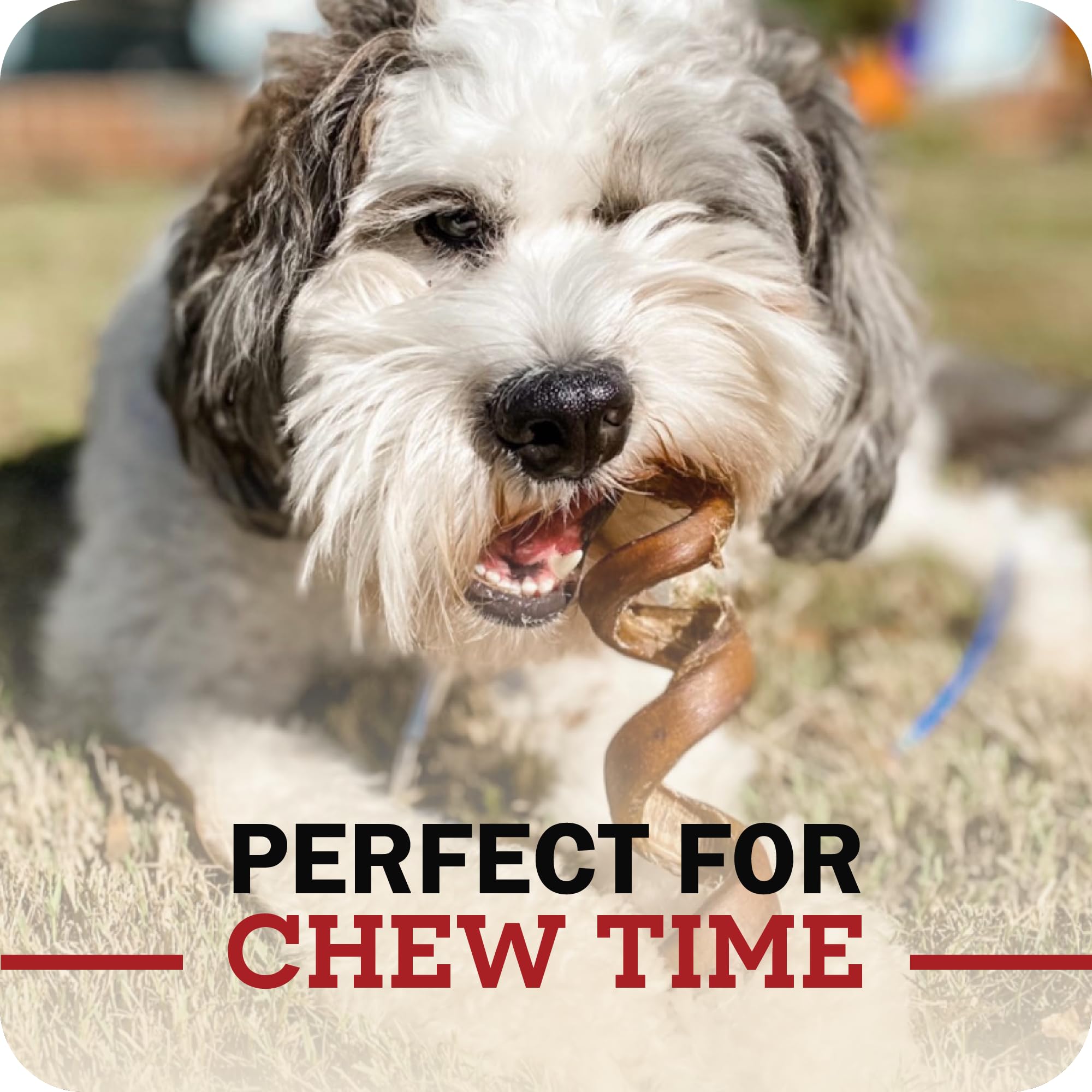 Redbarn Pet Products All-Natural Geflochtene Bully Sticks für Hunde, 30,5 cm, Premium, langsam geröstet, langlebig, aus 100% Rindfleisch, einzelne Zutat, geruchsarm, 5 Stück, Verpackung kann