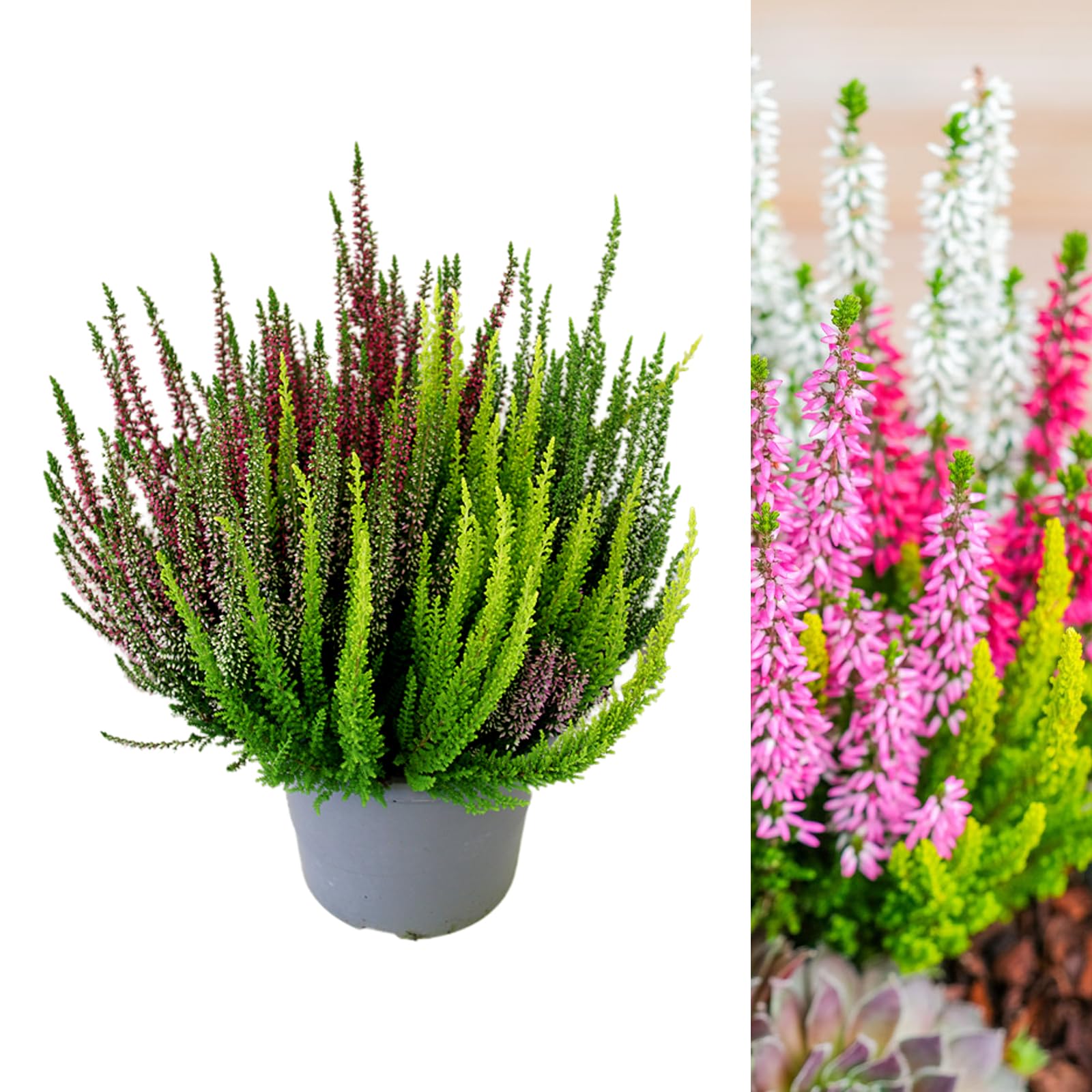 Carbeth Plants Calluna Heather Plant Ladies High Five Colours in 17cm Pot