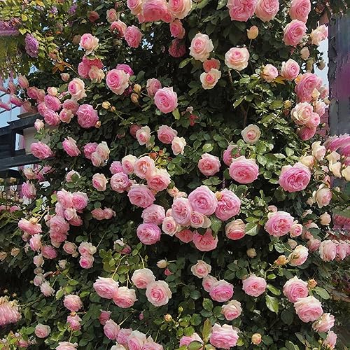 Miniatura 3 de Semillas de rosas trepadoras para plantar, más de 300 piezas de semillas de rosas raras, reliquia sin OMG atrae a polinizadores, flores de belleza