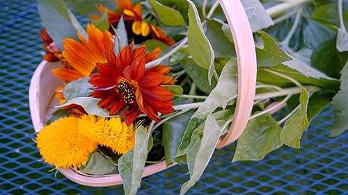 Miniatura 2 de Sereniseed Colección de semillas de girasol (paquete de 10) - 100% sin OMG, polinizado abierto - Guía de cultivo