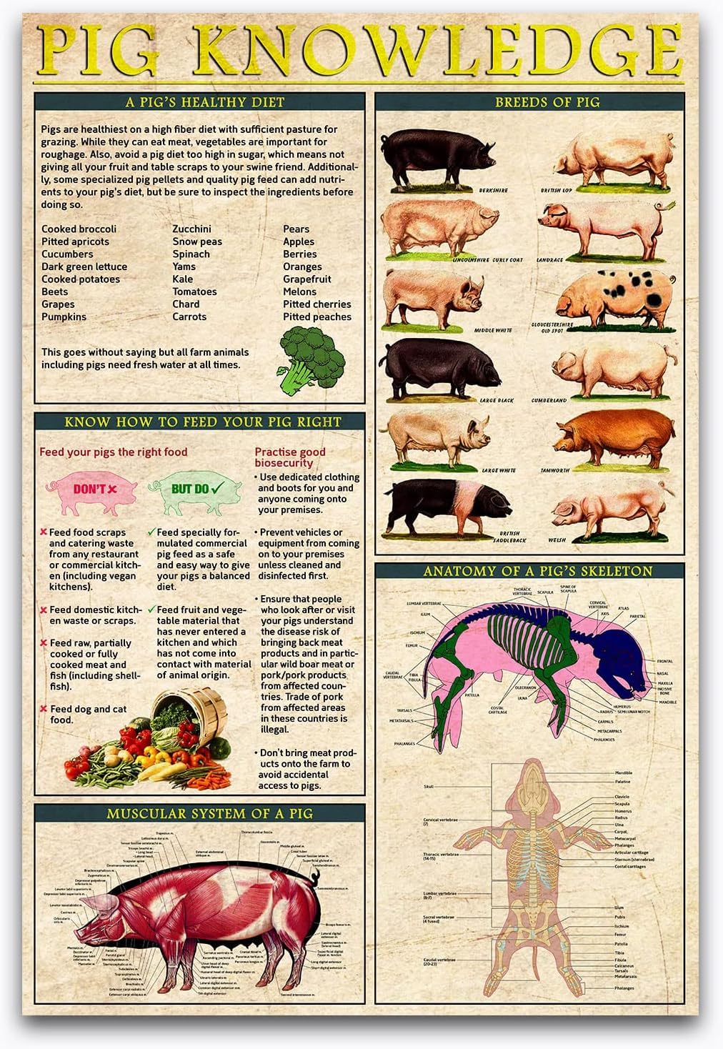 Peiyeety D-78 Pig Knowledge Metal Tin Signs Pig Information Retro Poster Popular Science Educational Charts Wall Plaques Decor For Home Classroom Room Office 12X17 Inch