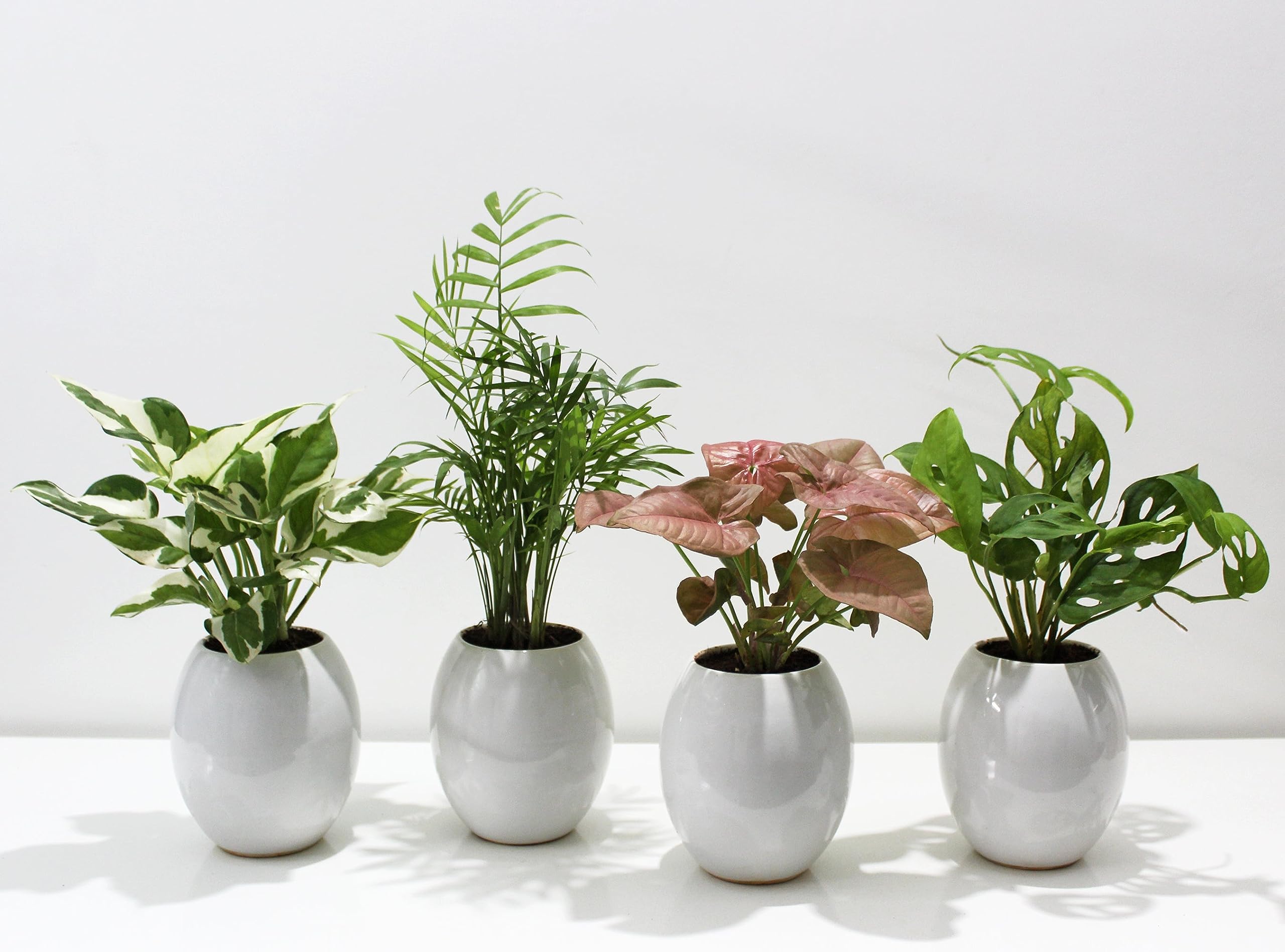 See full amazon price history chart for Rolling Nature Combo of 4 Indoor Plants in White Oval Glacier Ceramic Pot Njoy Money Plant, Parlour Palm Chamaedorea Elegans, Syngonium Pink and Philodendron Broken Heart Rolling Nature Combo of 4 Indoor Plants in White Oval Glacier Ceramic Pot Njoy Money Plant, Parlour Palm Chamaedorea Elegans, Syngonium Pink and Philodendron Broken Heart (B0CDQCR8H9) Amazon Price History, Amazon Price Tracker