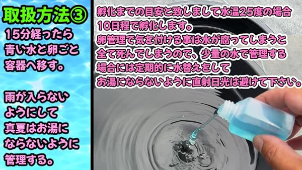 【サタンイエローテール】メダカ有精卵50個+α補償分+ゾウリムシ付き メール便【SA:Water Garden】 - 5