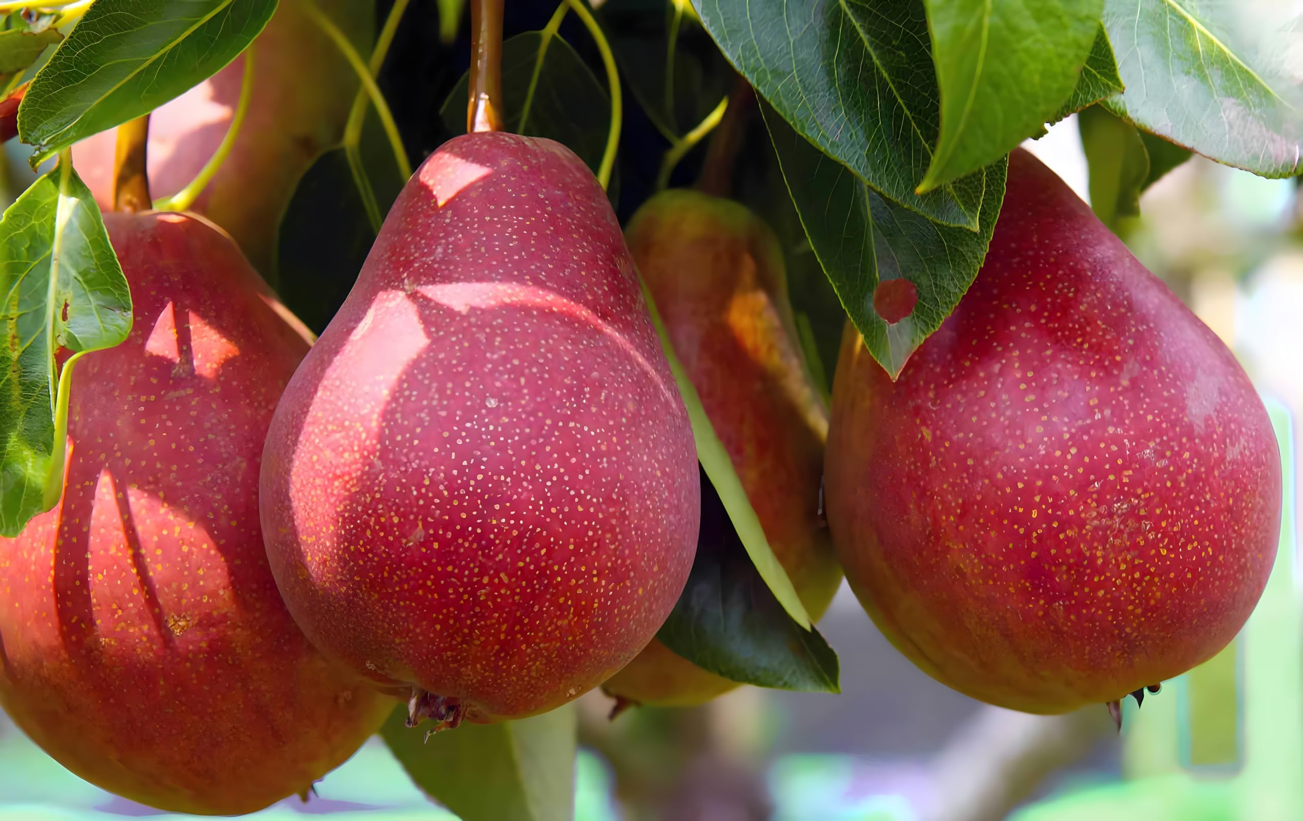 All-Season Hybrid Grafted (Air-Layered/Guti Kalam) Live Exotic Fruit Plant – Fruits Within 12 Months (Fast Growing) High-Yield, Set of 1, All - Variety (Red Nashpati/Pear Fruit Plant, medium-large)-image-22