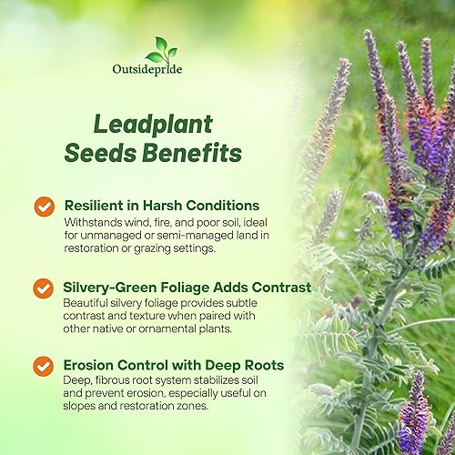 Miniatura 3 de Outsidepride Leadplant Semillas de flores silvestres 2000 piezas de semillas de flores silvestres perennes, similares a arbustos, tolerantes a la