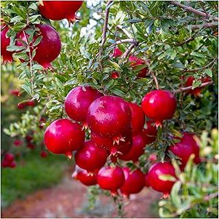Punica Granatum Dente di Cavallo/Pomegranate in 1-2L Pot, Tasty Fruit 3fatpigs®