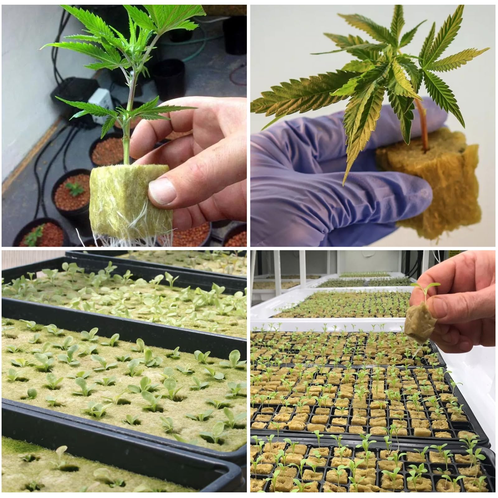 Cubos de cultivo de lana de roca de 100 agujeros de 25 x 25 x 25 mm, cultivo hidropónico de invernadero, sin suelo, base de compresa, cubos de inicio de lana de piedra para el inicio de