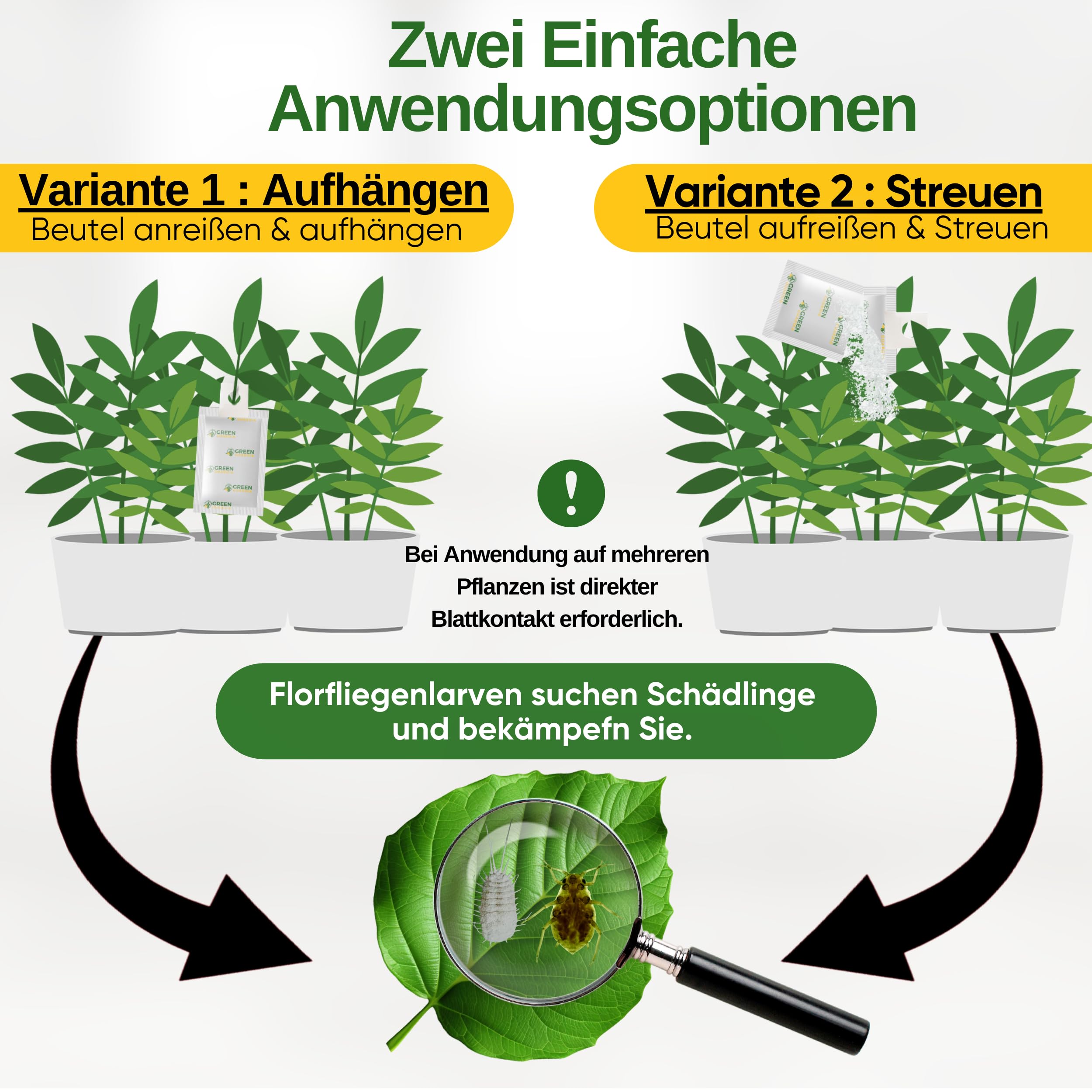 GREEN GUARDIA Power – Uova contro afidi e pidocchi – 2 sacchetti – Agente biologico per efficace lotta contro afidi e pidocchi di lana per piante d'appartamento e ornamentali UVM.