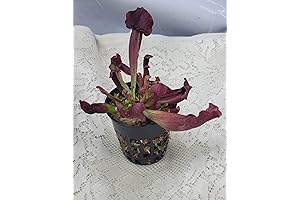 Sarracenia Catesbaei, the American Pitcher Plant