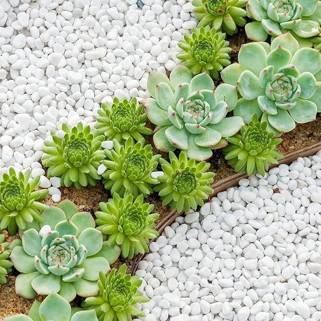 Foto 6 de 8 de Pequeños Guijarros Blancos Naturales 6-9mm Blancas Piedras Decorativas para Jardín Piedra Blanca Grava…