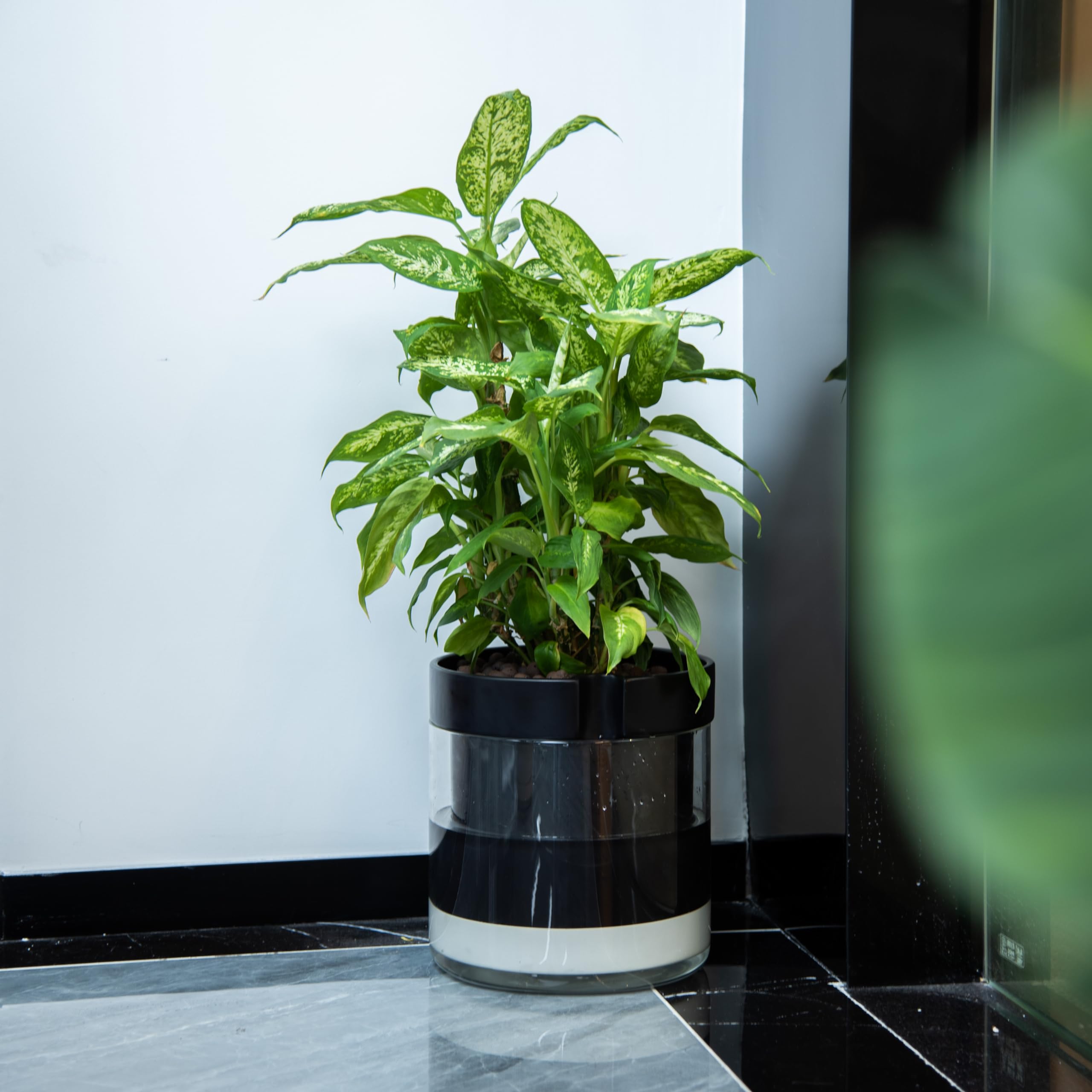 Amazon.co.jp: Phoenix Vine 10インチ セルフウォーターテラコッタ