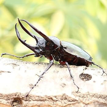 Amazon | コーカサスオオカブト 90UP 成虫ペア 真似の出来ない