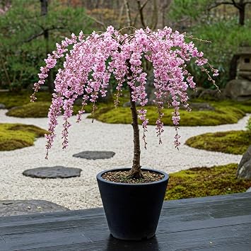 Roots Plants Japanese Cherry Blossom Tree Prunus Kiku-shidare-zakura   2 Year Old Established Tree in 7.5 Litre Pot, Double Pink Flowers, Hardy Patio Ornamental Sakura Ready to Plant