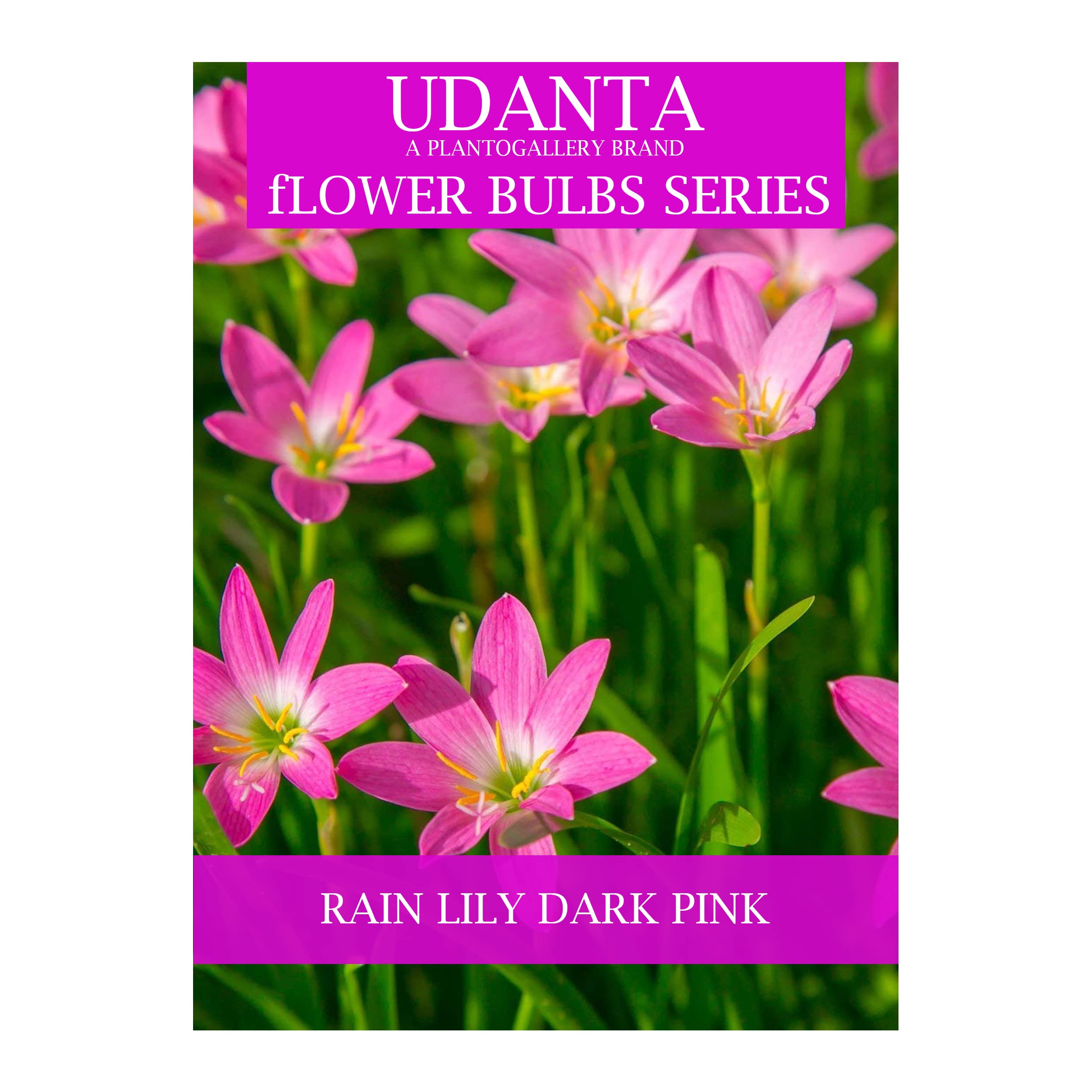 Udanta Rain Lily - Zephyranyhus Bulbs For All Season - Pack of 10 Bulbs (Dark Pink) (B0BZTCPYQR) Amazon Price History, Amazon Price Tracker