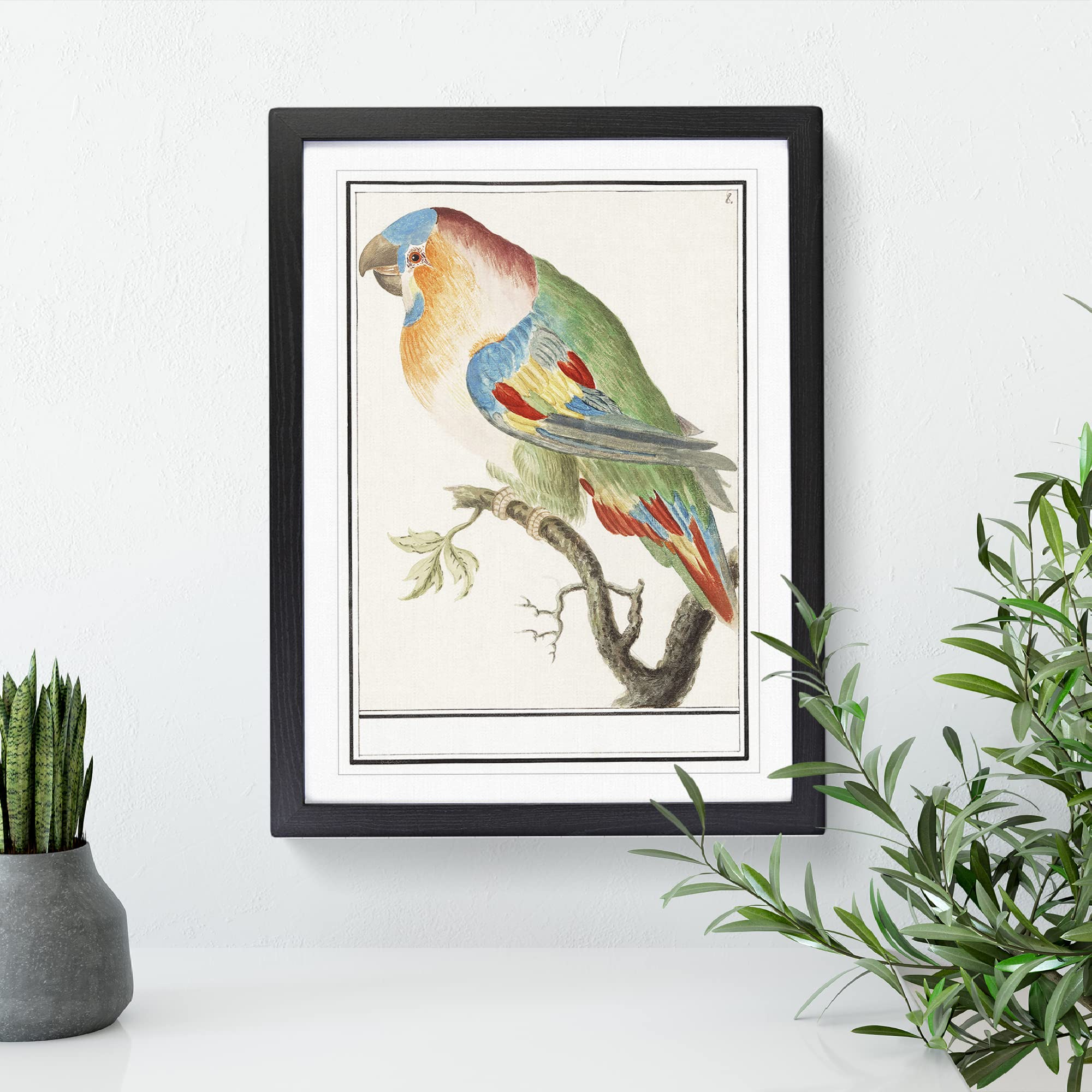 The Parrot By A.B. De Boodt Vintage Framed Wall Art Print, Ready to Hang Picture for Living Room Bedroom Home Office Décor - Image 2