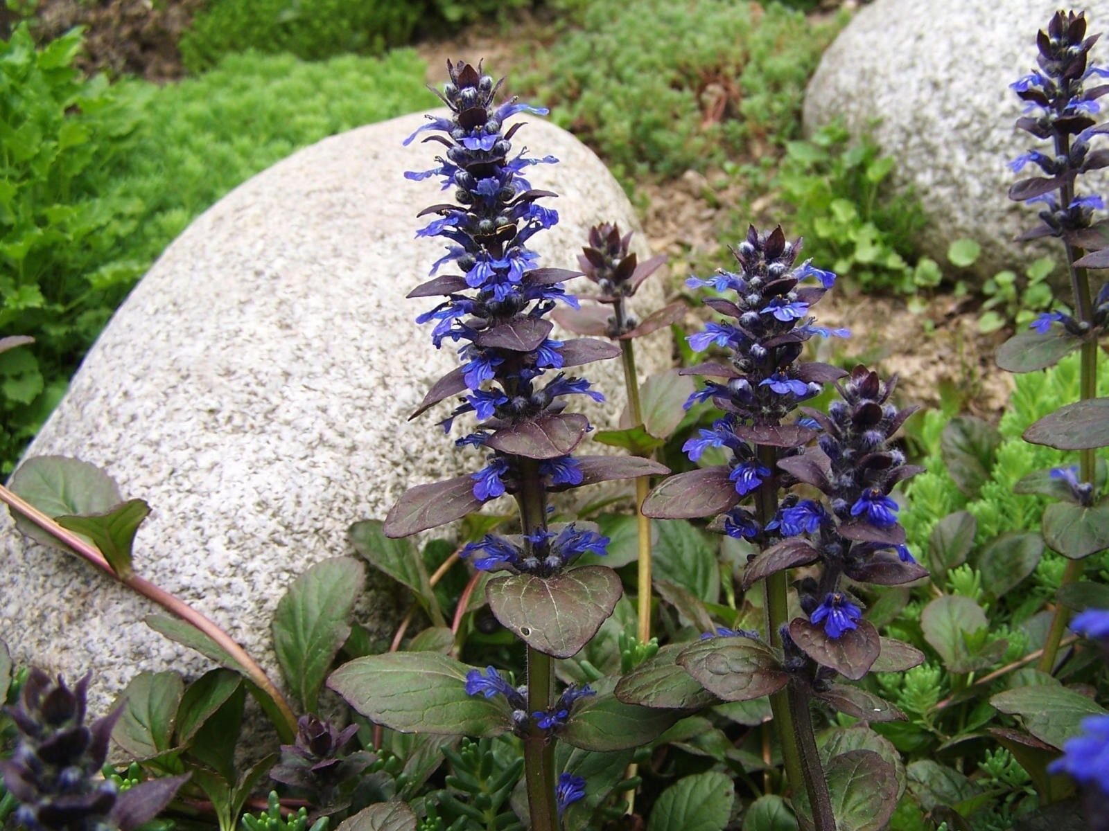 600 Semi Di Ajuga Reptans Strisciante – Pianta Perenne Resistente, Ideale Per Bordure, Giardini Rocciosi E Vasi – Fioritura Estiva, Attira Farfalle