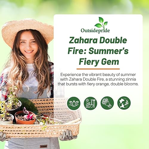 Miniatura 6 de Outsidepride - Zinnia, 100 semillas anuales, Marylandica Zahara Double Orange Fire, flores para plantar, color naranja