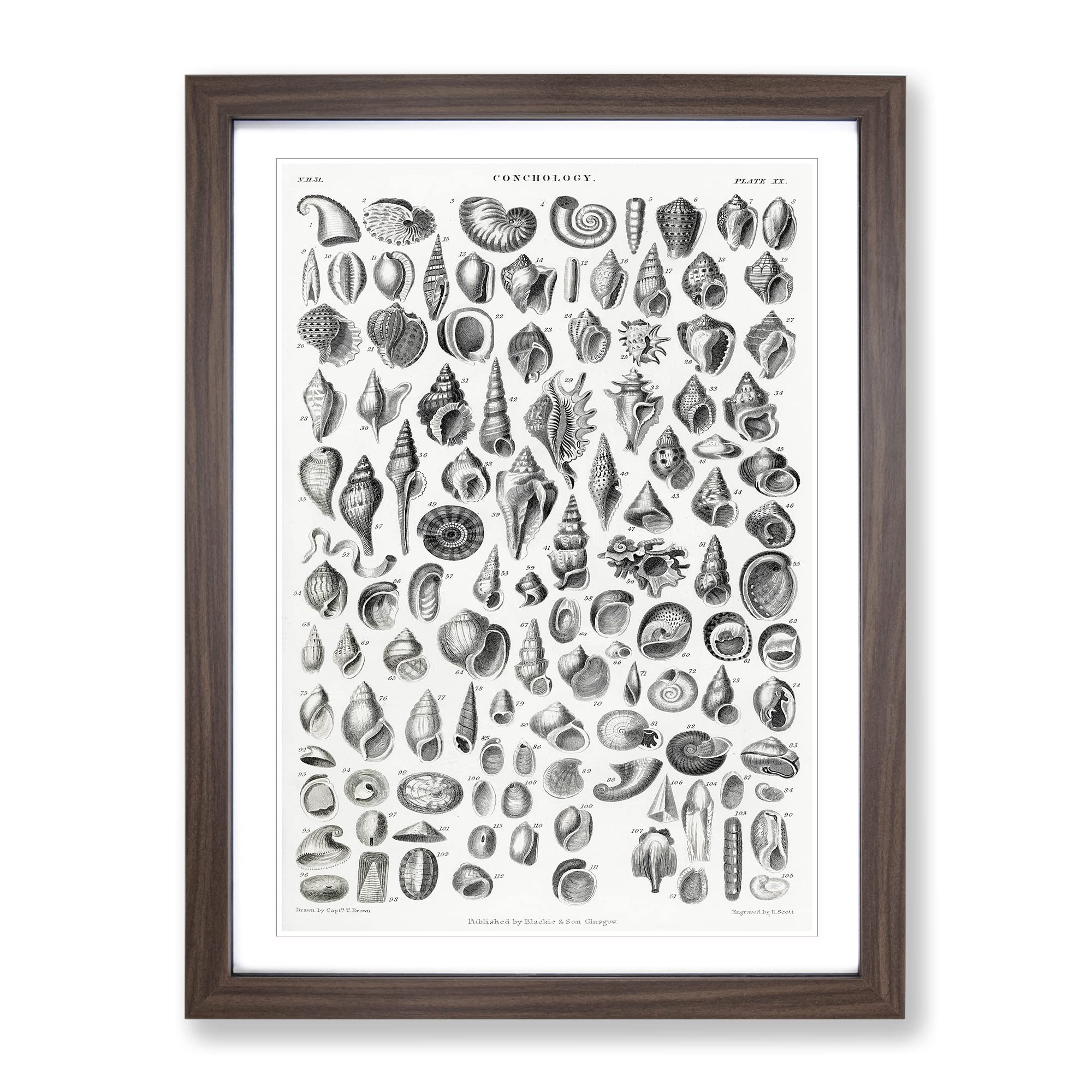 Study Of Mollusk Shells Xx By Oliver Goldsmith Vintage Framed Wall Art Print
