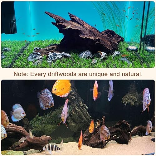 Miniatura 3 de LYPHARD AQUARIUMS Madera flotante natural para decoración de acuario, 2 piezas de 9 a 14 pulgadas, decoraciones de ramas surtidas grandes para piel