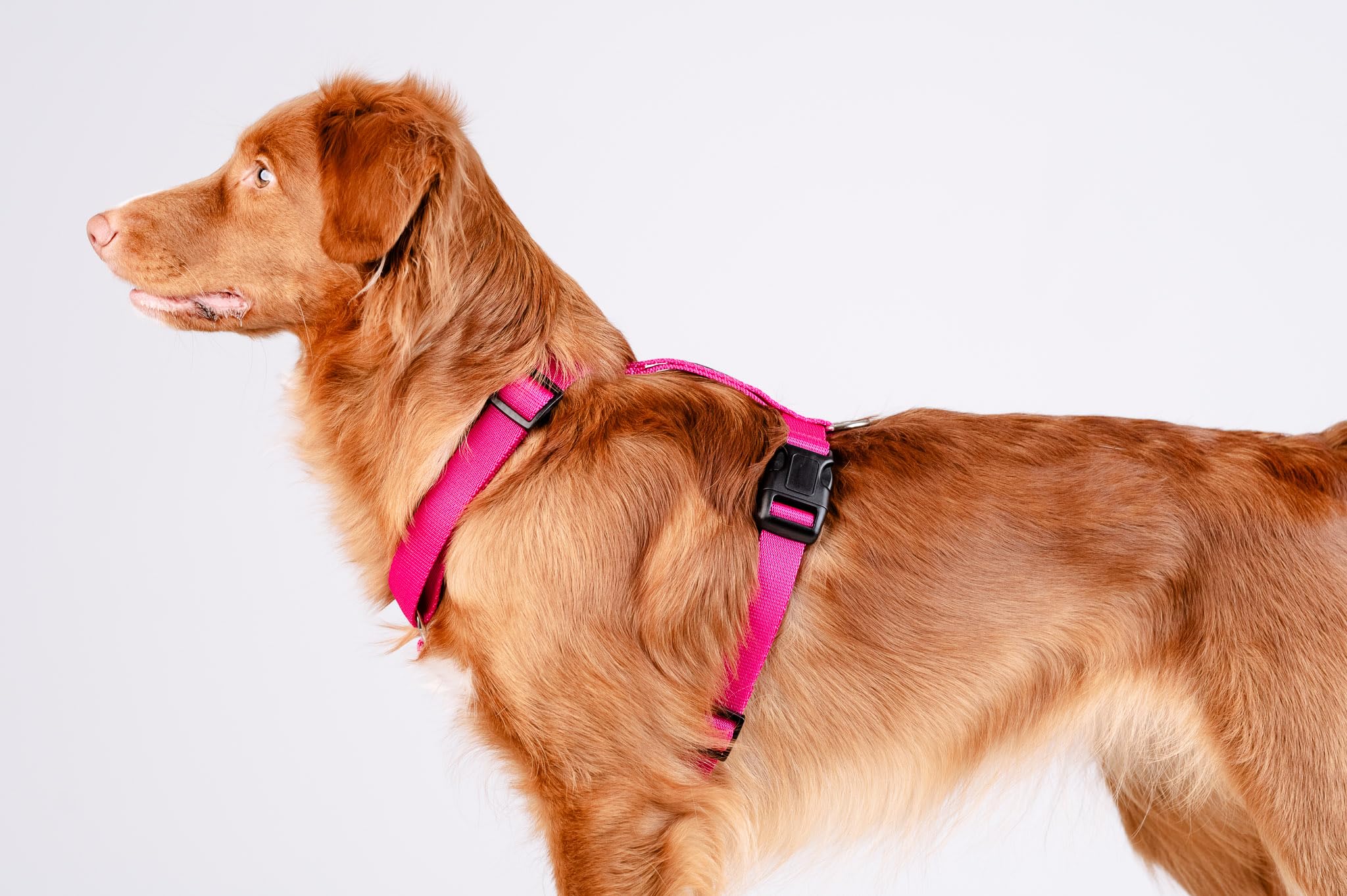 Chaba Guard Harnais pour Petit Chien, Anti Traction, Réglable en 5 Points, Empêchant la Traction et l'étouffement, Confortable et léger, Harnais de Poitrine Classique, Harnet Chien, Taille M, Fusion
