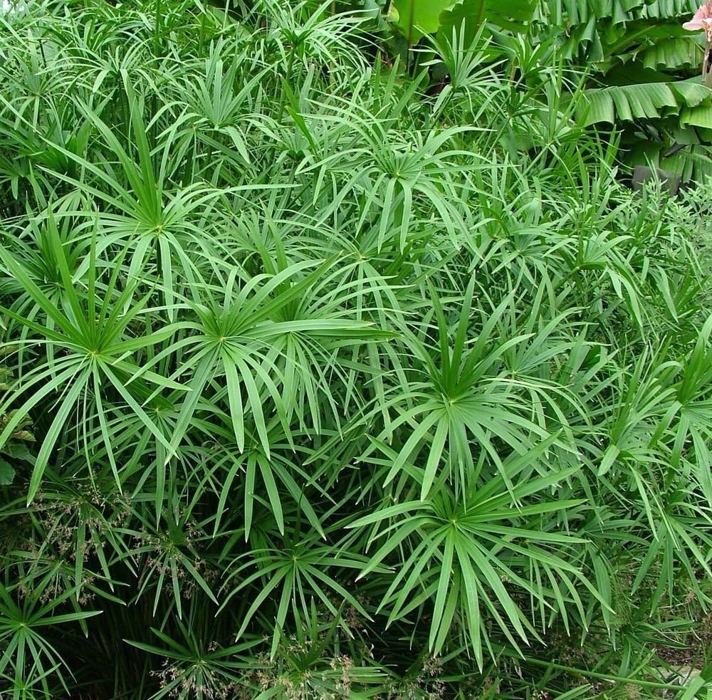 Umbrella Palm Plant - Cyperus Alternifolius, Involucratus, Papyrus, Sedge