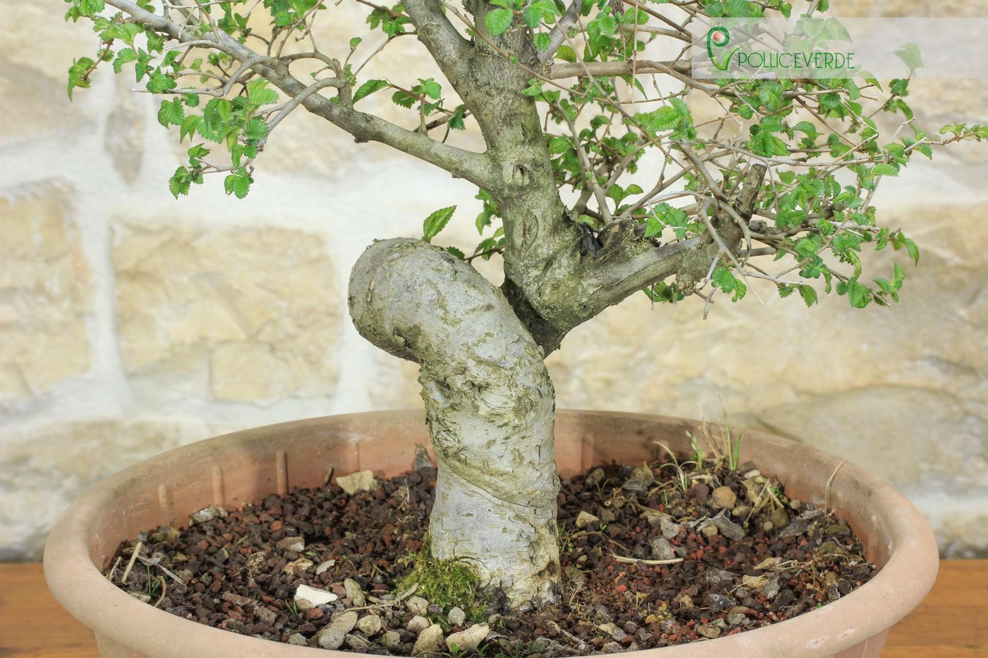 Pre bonsai di Olmo Campestre (2)