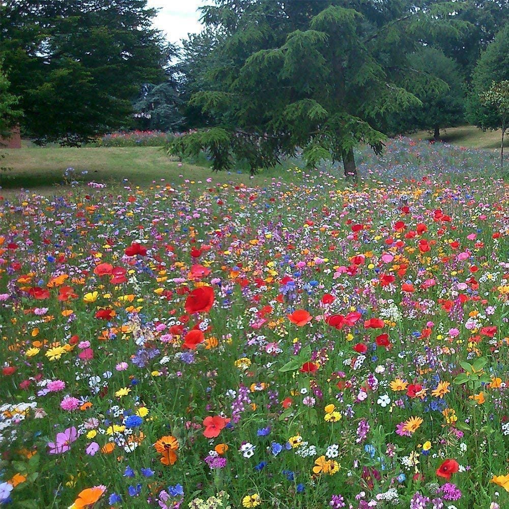 Wildflower Seeds 21 Mix Bee Happy Colourful Meadow Plant Flowers for Gardening Flowers – Bee Flower Garden to Cover (50 Square Meter)