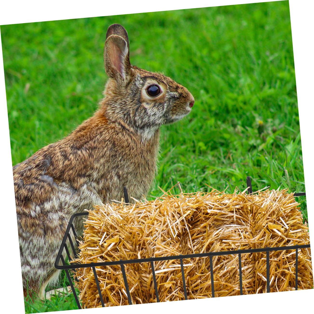 Râtelier à Foin pour Lapins en Fer Noir 5 Pièces pour Cage | Contrôle des Portions, Stable et Difficile à Déplacer, Adapté aux Chinchillas et Lapins en Intérieur