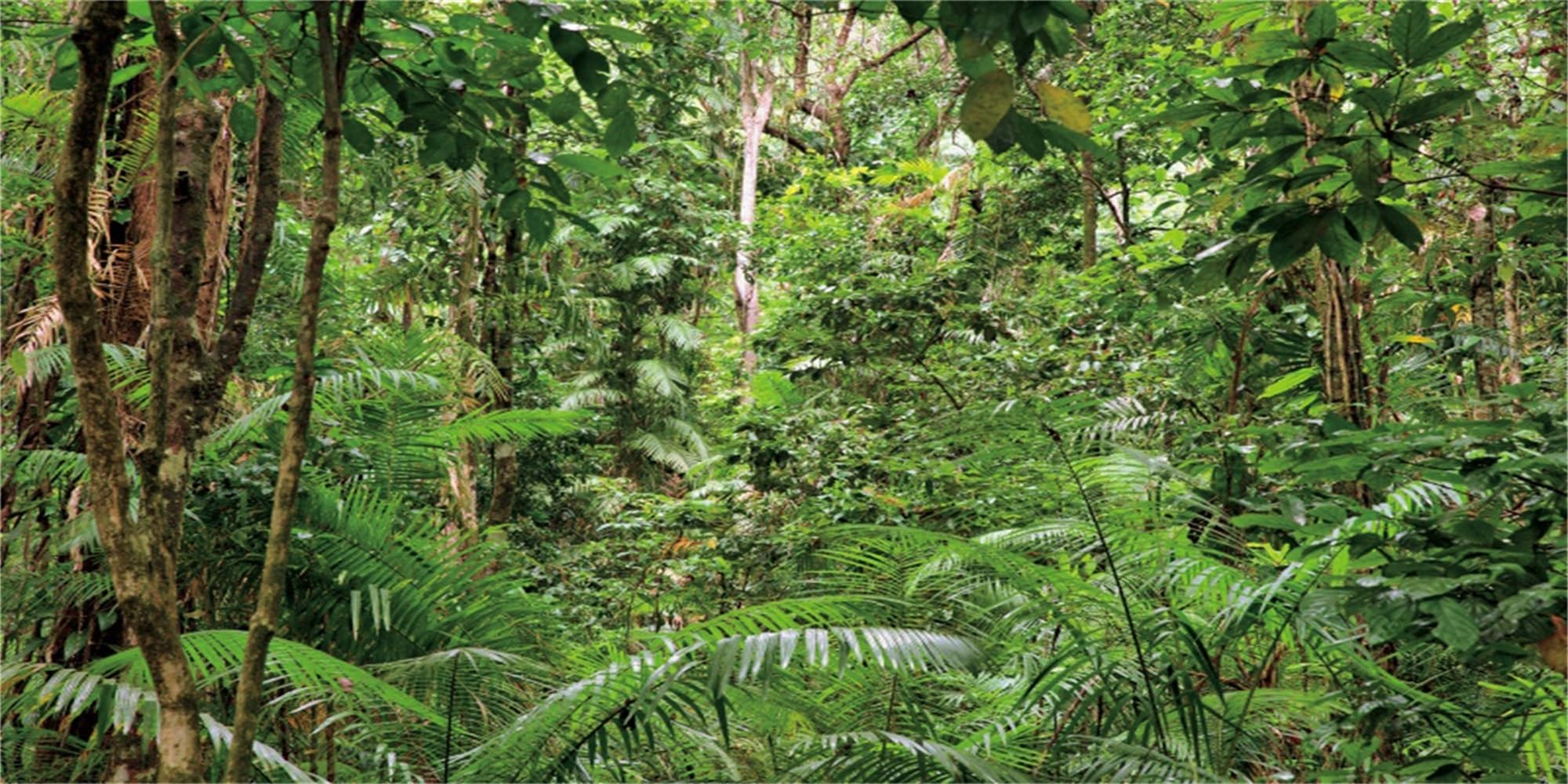 MIRRORANG 180x61cm Tropical Forest Terrarium Background Green Tropical Aquarium Background Rainforest Reptile Habitat Background Durable Vinyl Background