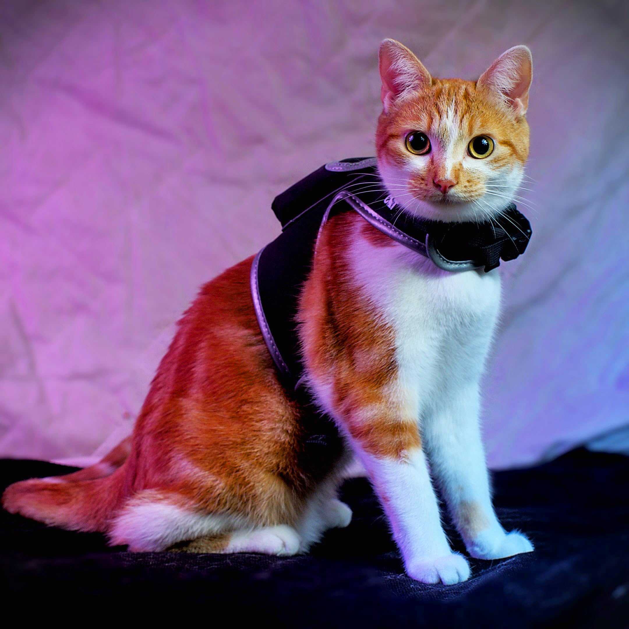 TRAVEL CAT Pet Harness