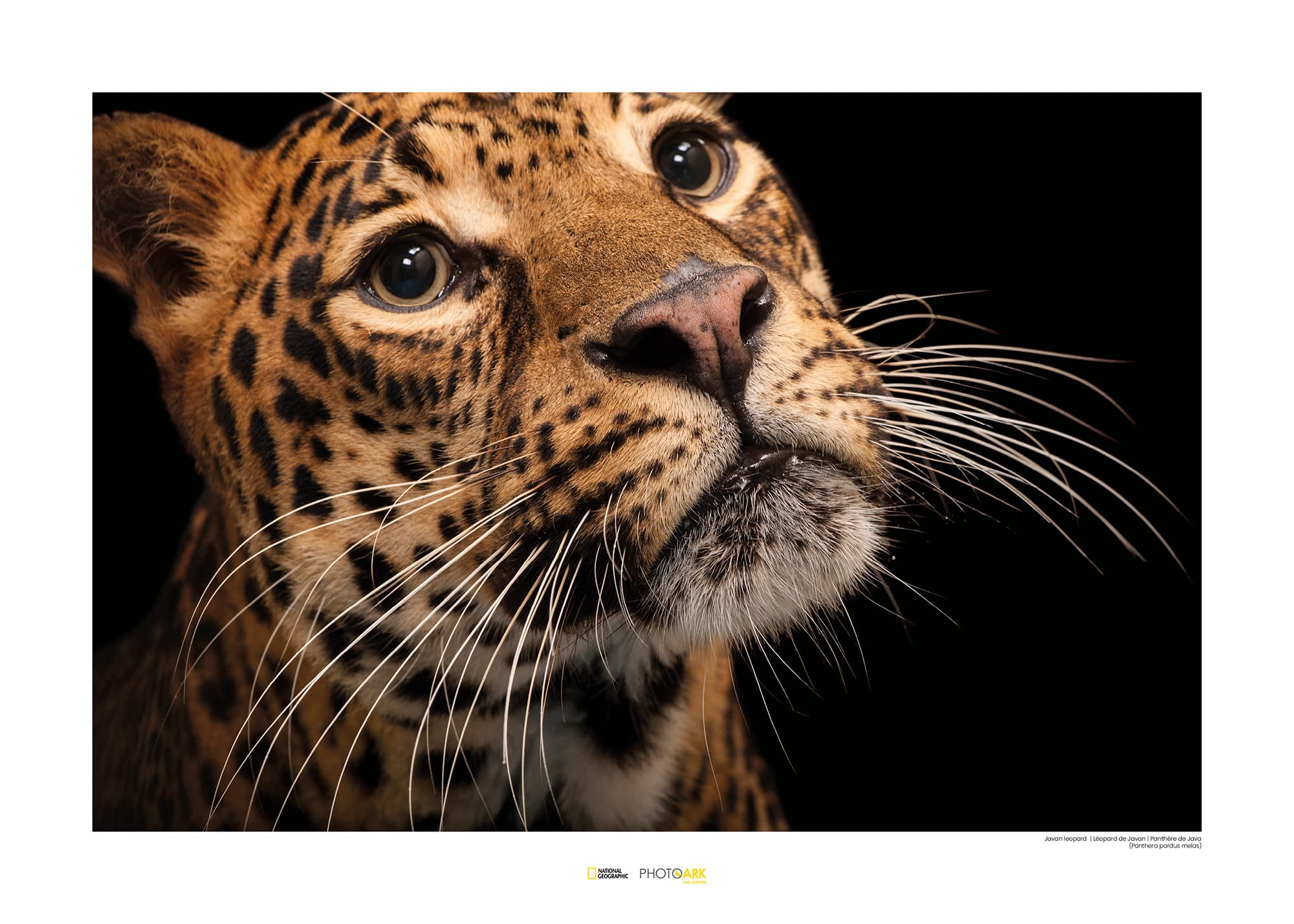 Tableau mural motif géographique Komar Javan Leopard 70x50 décoration murale nature