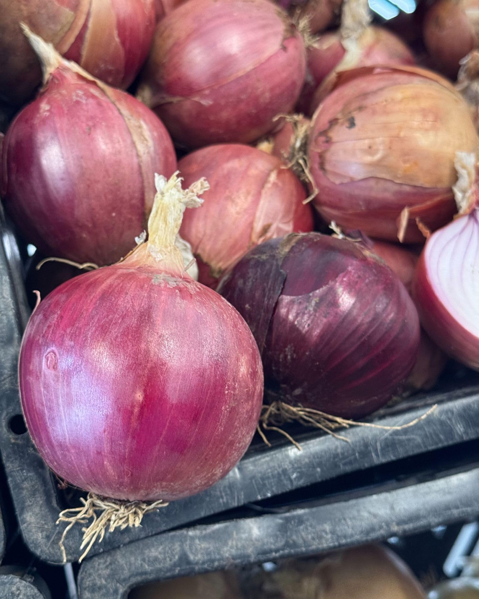 Onion ‘Blush’ F1 Seeds – Hardy Annual, Large Rosy-Pink Bulbs, Mild & Crunchy, Perfect for Salads & Cooking, Easy to Grow, 1 x Packet 100 Seeds, By Thompson & Morgan