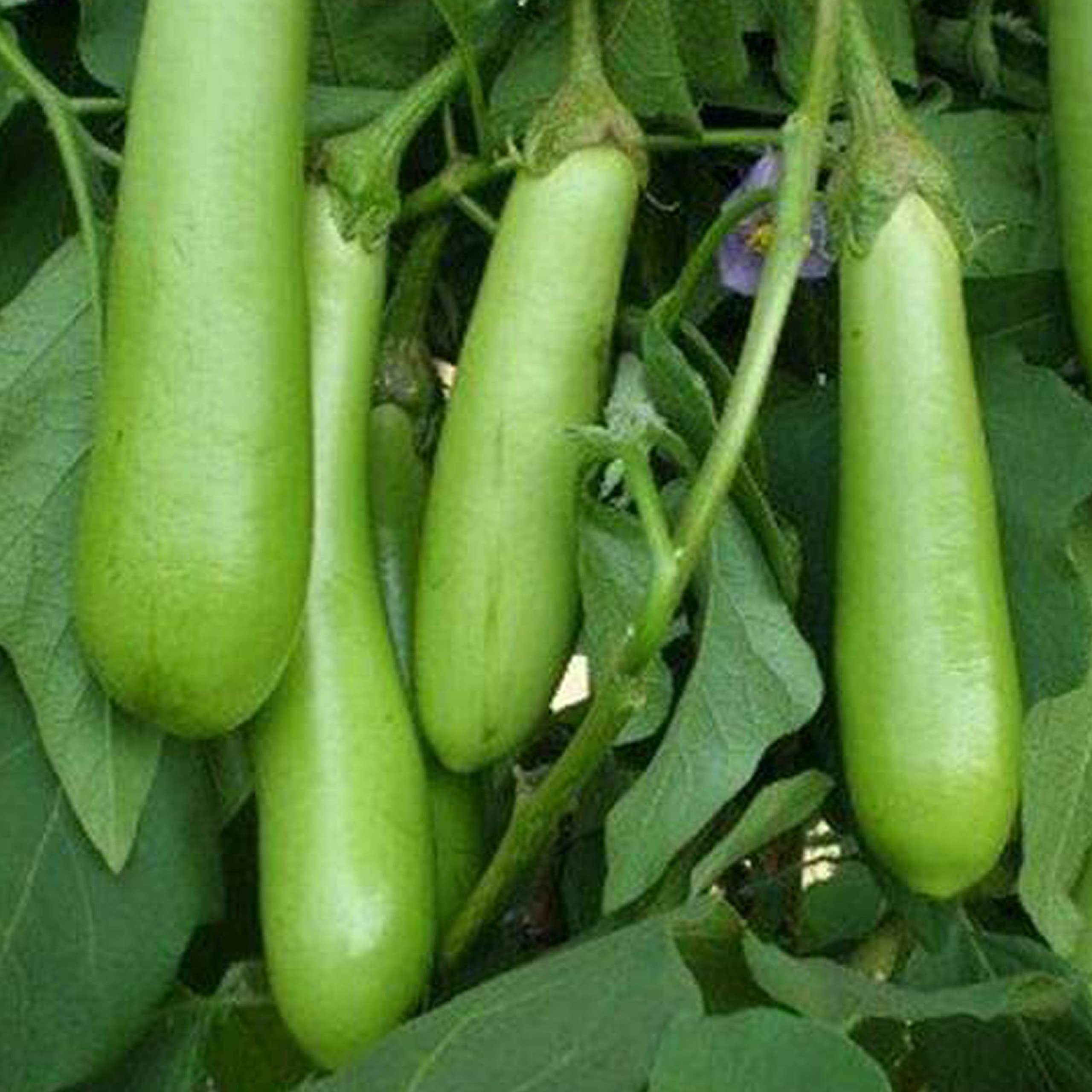 Brinjal seeds hybrid all seasons (100% Germination) ( 300 seeds ) (B0BMQVT574) Amazon Price History, Amazon Price Tracker