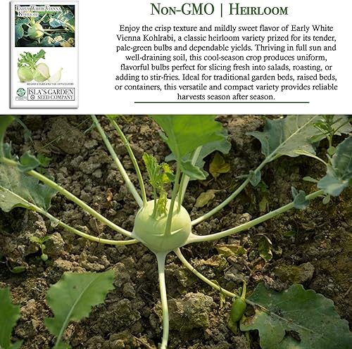 Miniatura 3 de Semillas blancas de colinabo de Viena tempranas, 300 semillas de reliquia por paquete, (semillas de jardín de Isla), semillas sin OMG, nombre