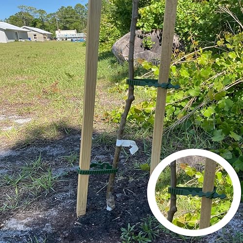 Miniatura 3 de 8 bandas de soporte para estacas de árbol, entrelazado ajustable resistente, reutilizables, para plantas de jardín y arbustos de 9.4 pulgadas