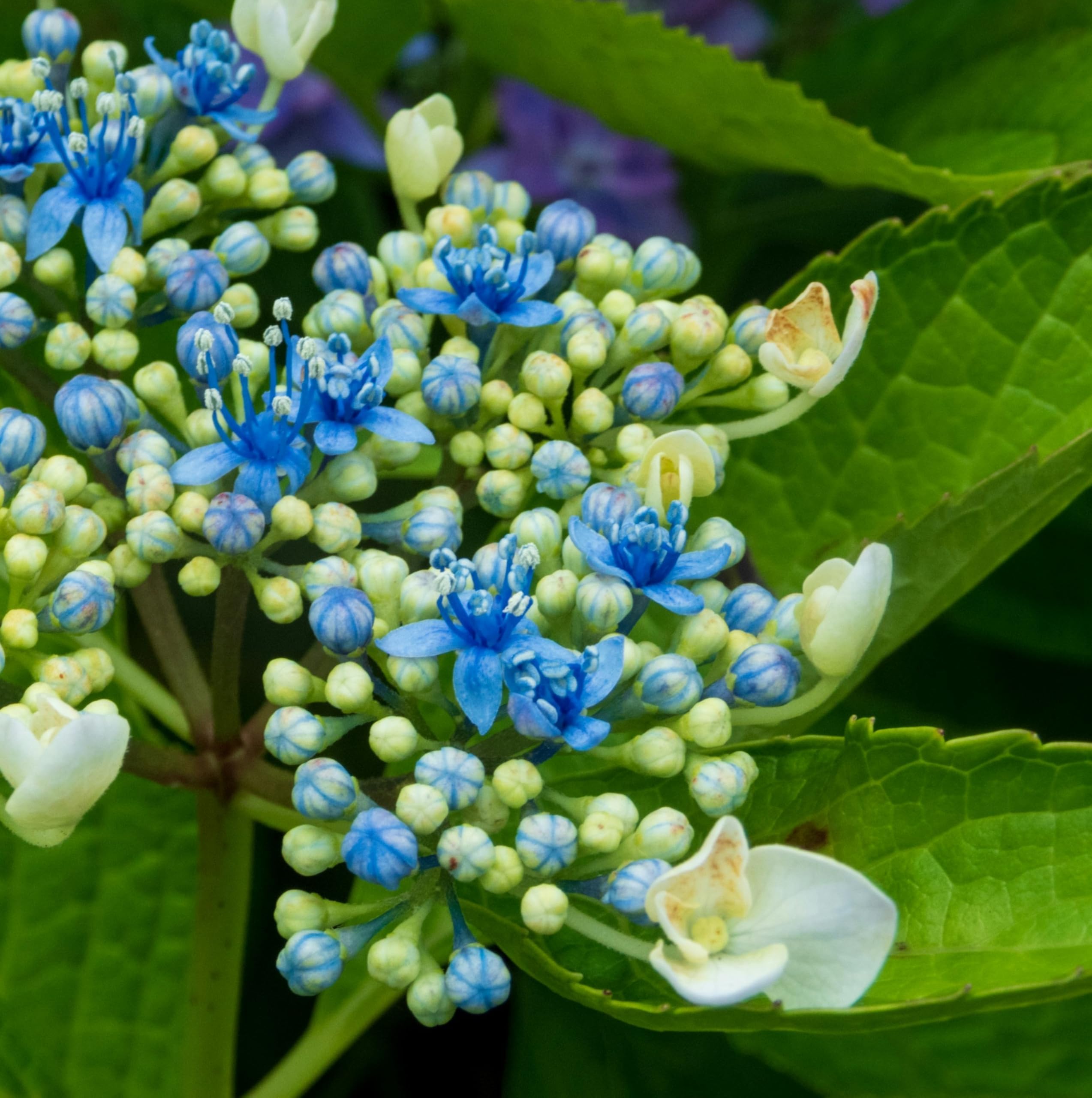 ARNAAGREEN Hydrangea Hortensia Blue Live Plant | 1 Lush Blooming