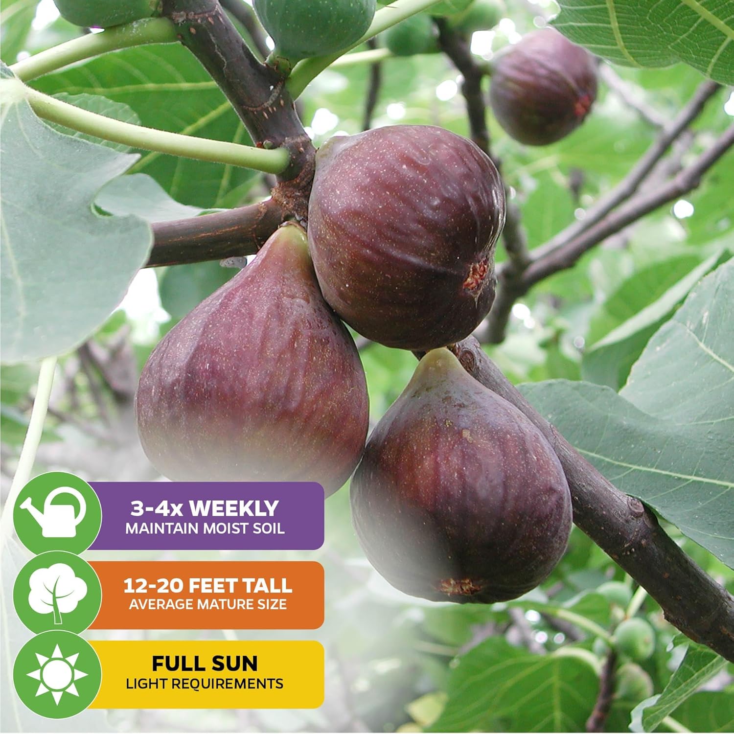 Chicago Hardy Fig Tree - Ficus carica by Wellspring Gardens - Hardy & Fruitful - Ideal for Gardens - Purple-Skinned Figs - Backyard Orchard - Edible Landscape Plant - Beginner Friendly (2-Pack)