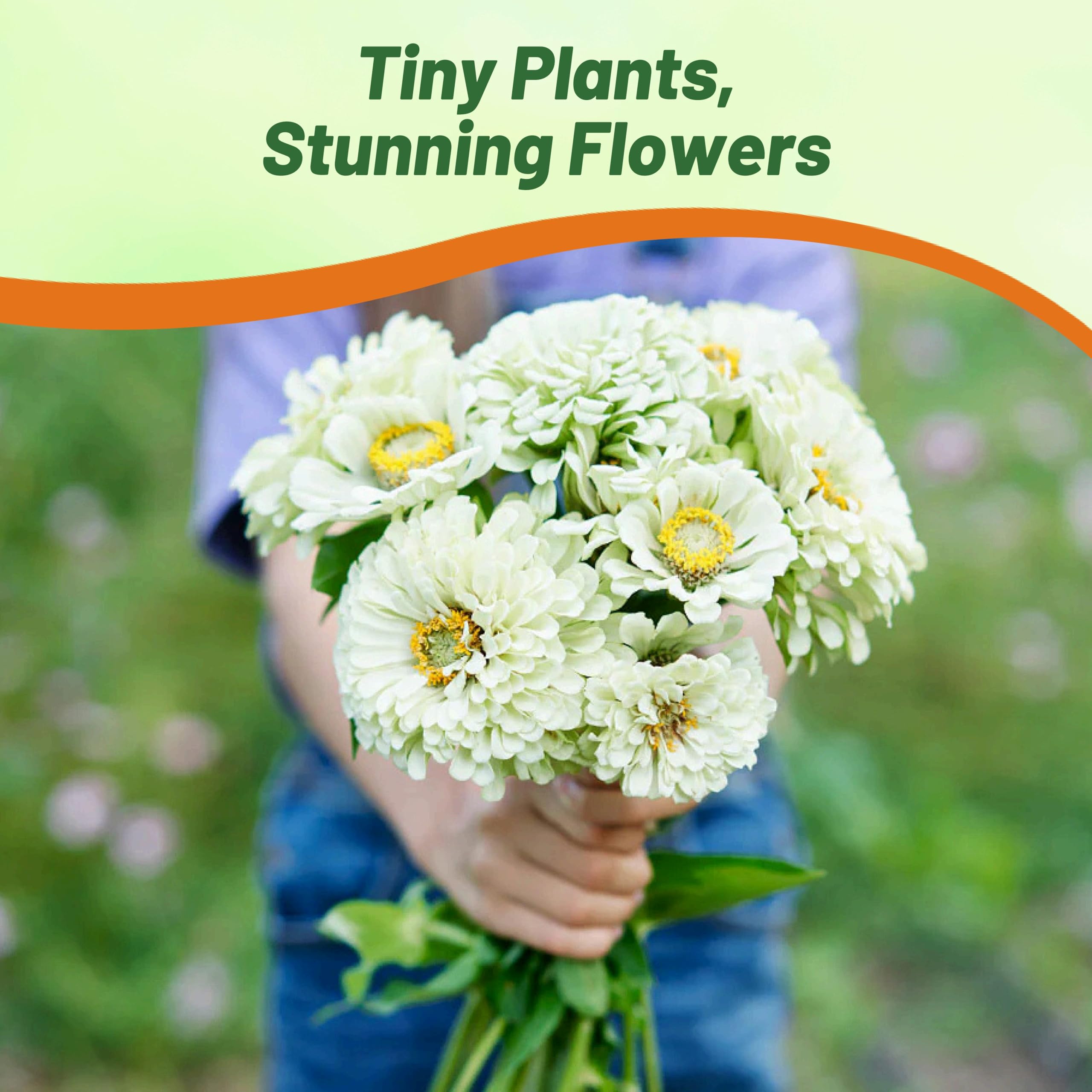 Amazon.com : Outsidepride Dahlia Flowered Polar Bear Zinnia Seeds