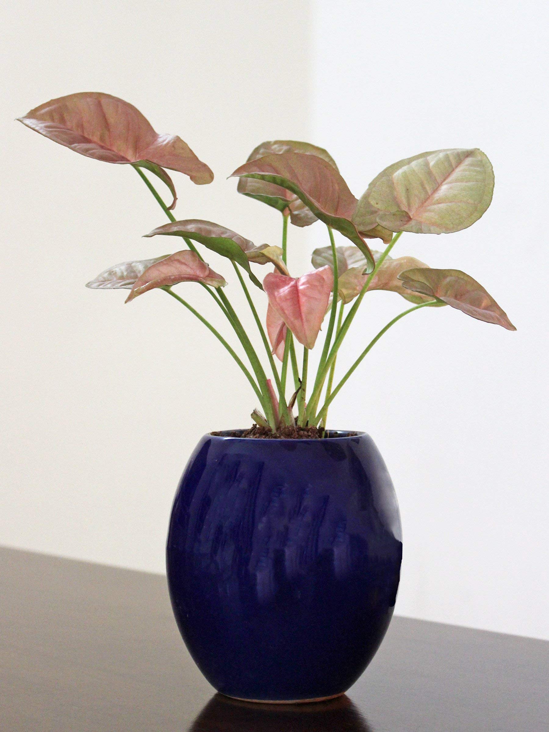 Rolling Nature Ceramic Pot with Syngonium Plant, Blue, 4 inch, 1 Piece (B08L3RJ8ZQ) Amazon Price History, Amazon Price Tracker