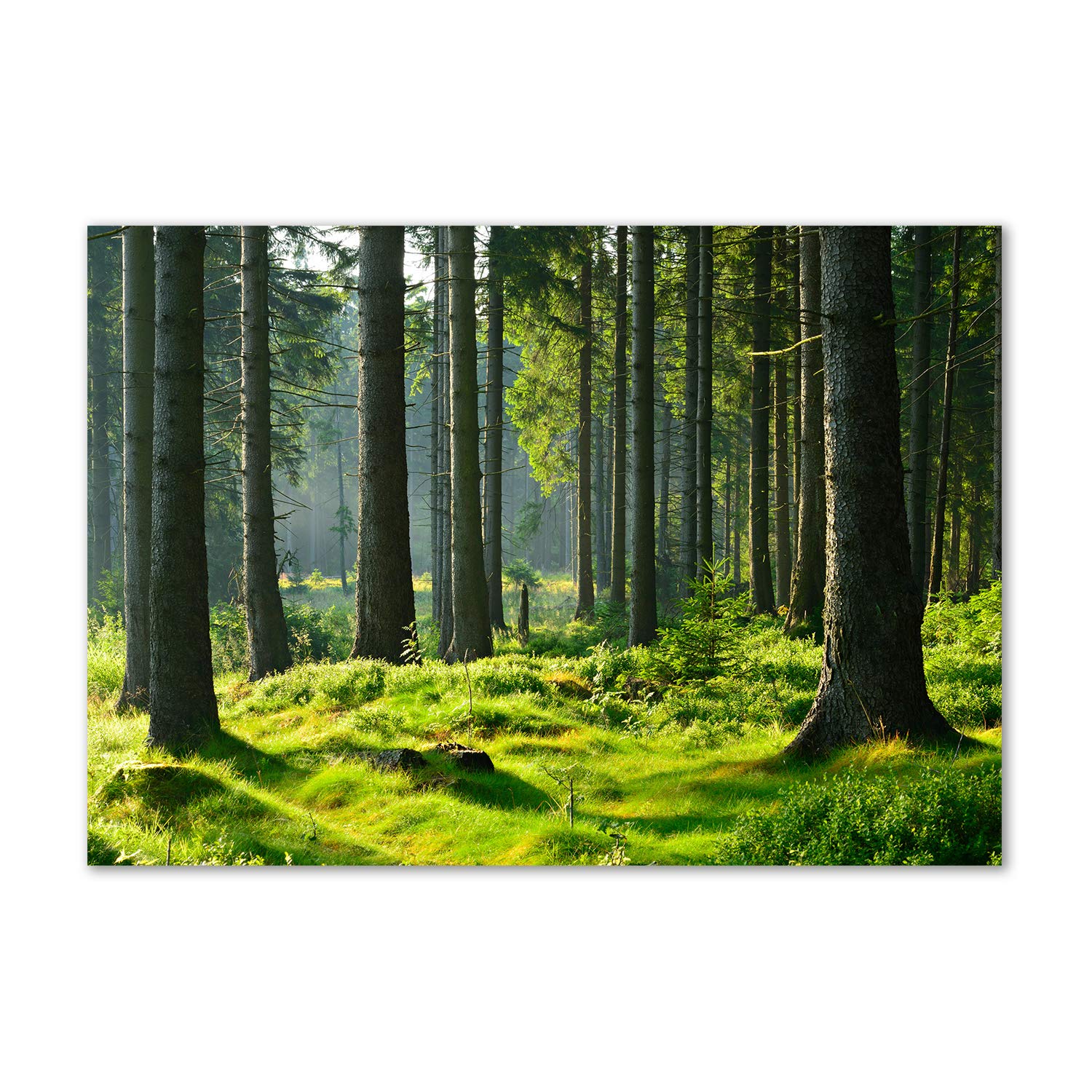 Image sur verre acrylique paysage forêt de sapins déco haut de gamme salon