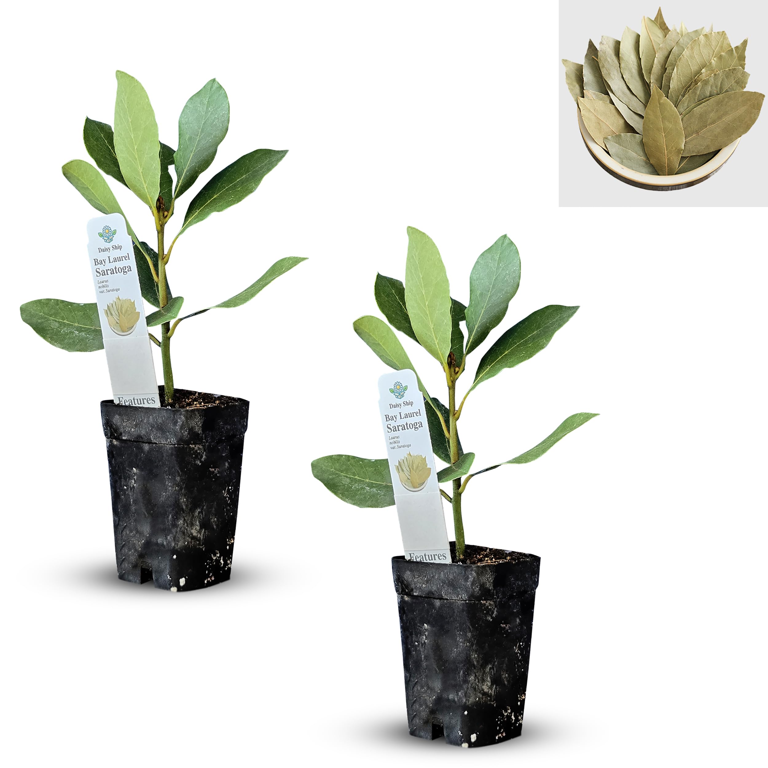 Mediterranean Bay Leaf Saratoga
